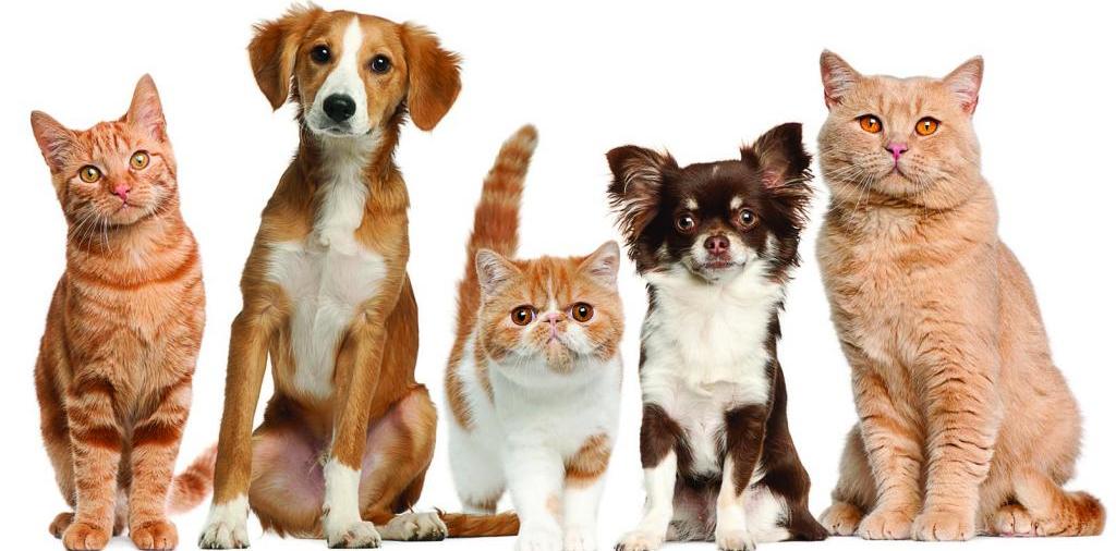 Доска объявлений о животных | ЗооТом - продажа, вязка и услуги для животных в Ессентуке
