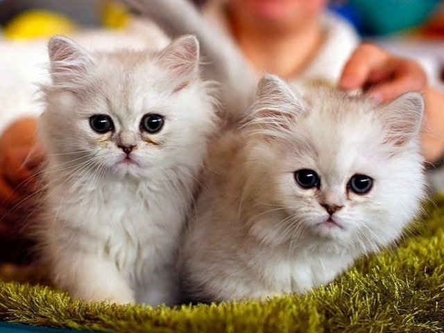 Породы кошек в Ессентуке | ЗооТом портал о животных