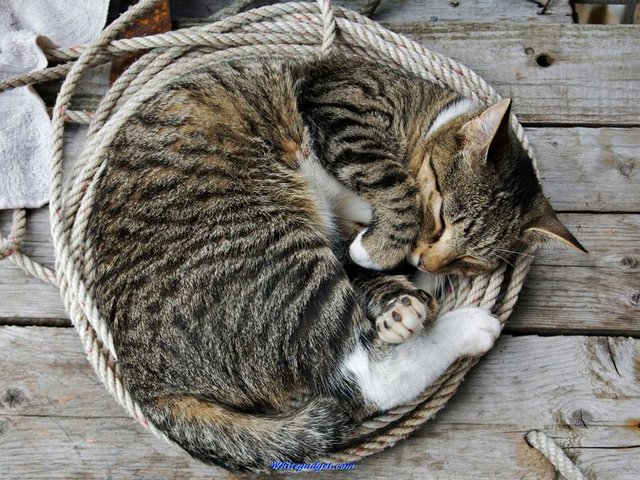 Все о кошках в Ессентуке | ЗооТом портал о животных