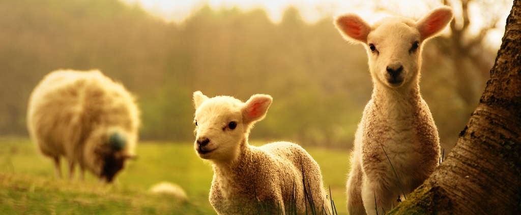 Объявления о сельскохозяйственных животных | ЗооТом - продажа, вязка и услуги для животных в Ессентуке