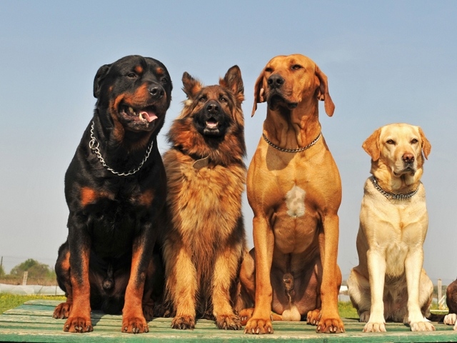 Крупные породы собак в Ессентуке | ЗооТом портал о животных